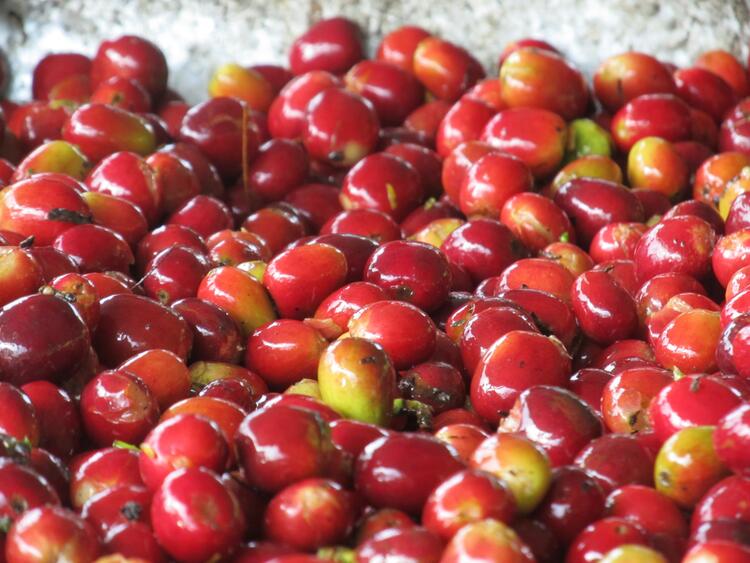 ripe coffee cherries