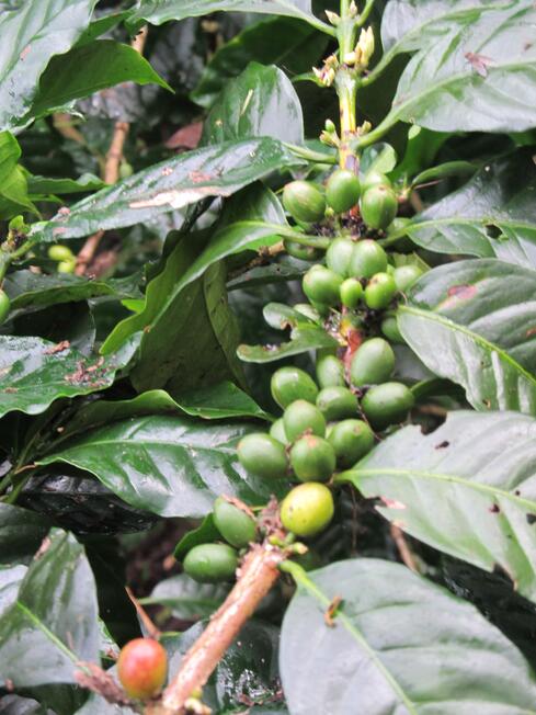 unripe coffee cherries