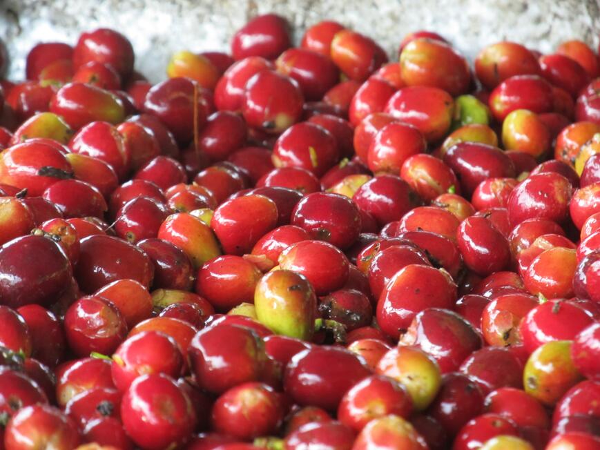 ripe coffee cherries